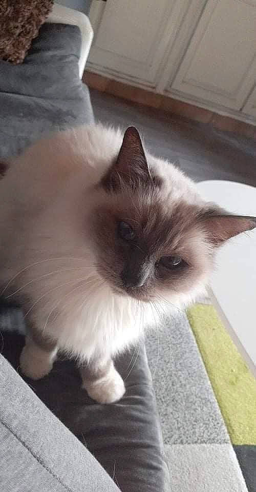 Baghera participe au concours pour gagner de l'argent avec cette photo : birman, carnivore, cat, claw, comfort, fawn, felidae, flooring, fur, hardwood, iris, paw, siamese, small_to_medium_sized_cats, snout, tail, terrestrial_animal, whiskers, wood