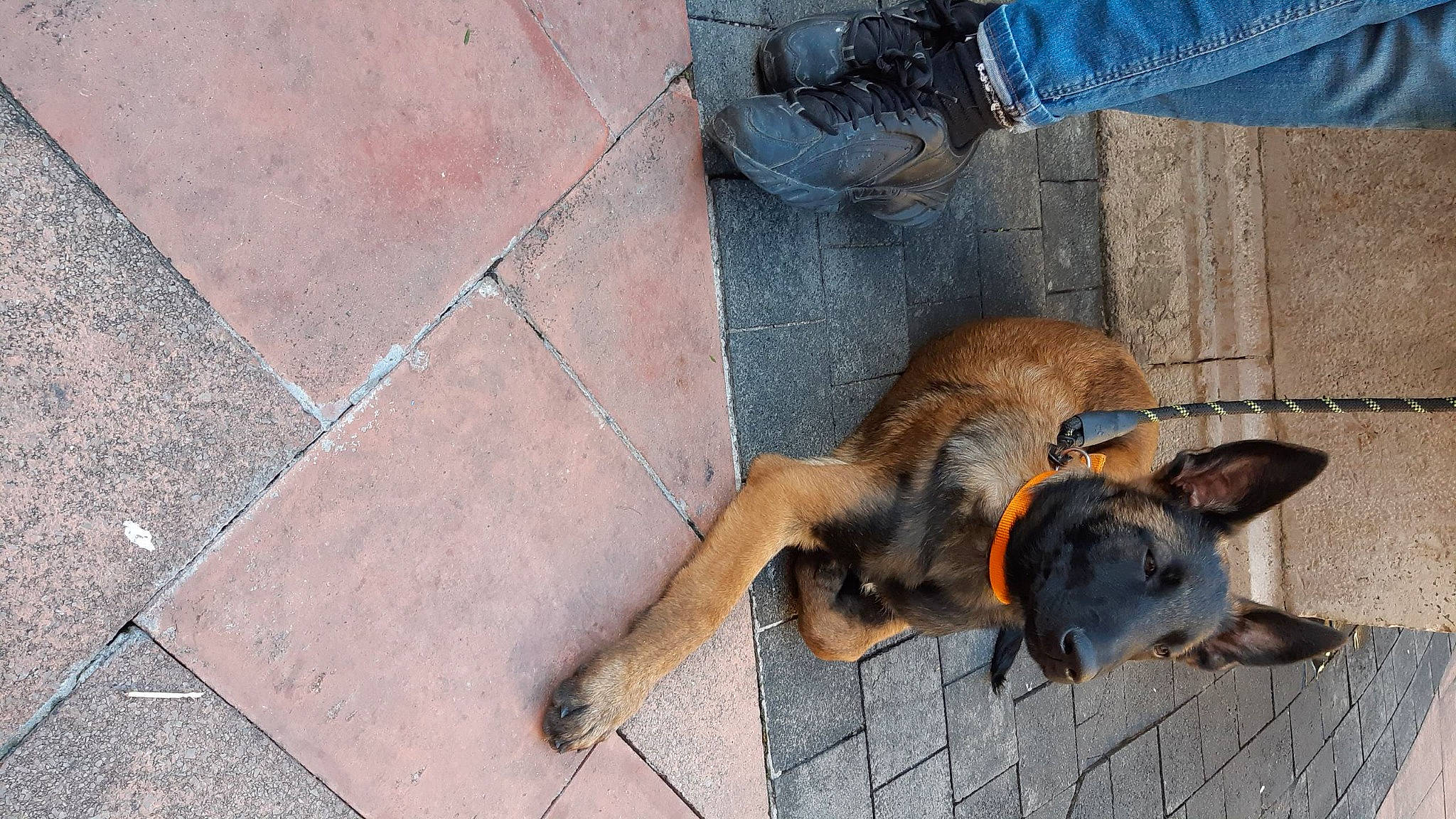 Sally participe au concours pour gagner de l'argent avec cette photo : canidae, carnivore, companion_dog, concrete, denim, dog, dog_breed, fawn, flooring, fur, jeans, pet_supply, road_surface, snout, sporting_group, tail, terrestrial_animal, wood, working_animal, working_dog