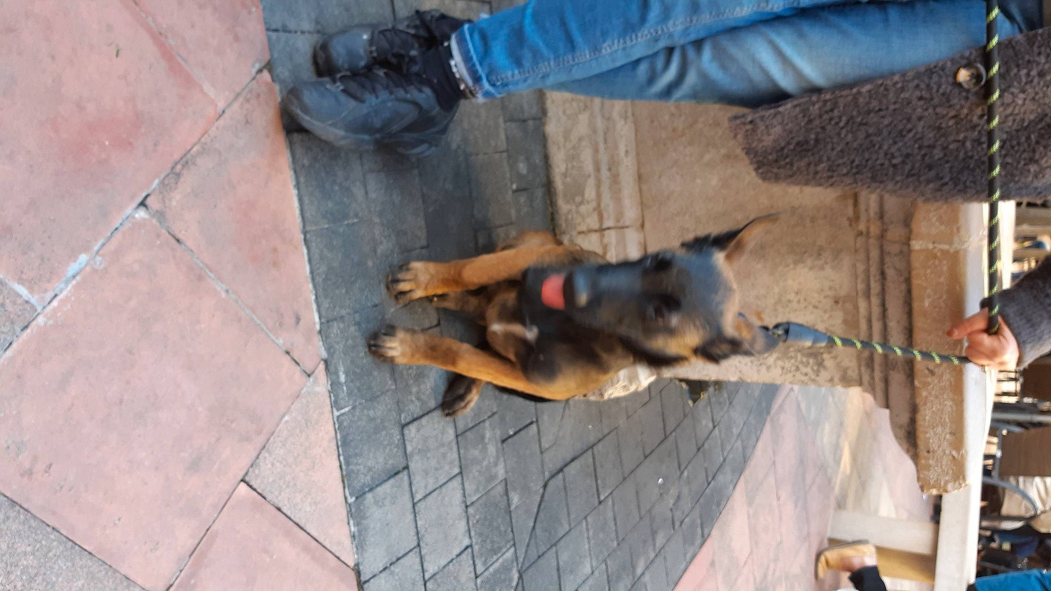 Sally a rejoint le concours — aidez-le/la à gagner de superbes lots ! asphalt, canidae, carnivore, companion_dog, concrete, denim, dog, dog_breed, fawn, flooring, guard_dog, leash, outdoor_shoe, pet_supply, road_surface, shadow, tail, walking_shoe, working_animal, working_dog