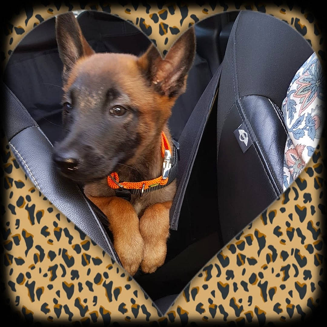 Sally participe au concours pour gagner de l'argent avec cette photo : canidae, car_seat, carnivore, collar, comfort, companion_dog, dog, dog_breed, dog_collar, dog_supply, door, fashion_accessory, fawn, fur, guard_dog, snout, sporting_group, toy_dog, whiskers, working_dog