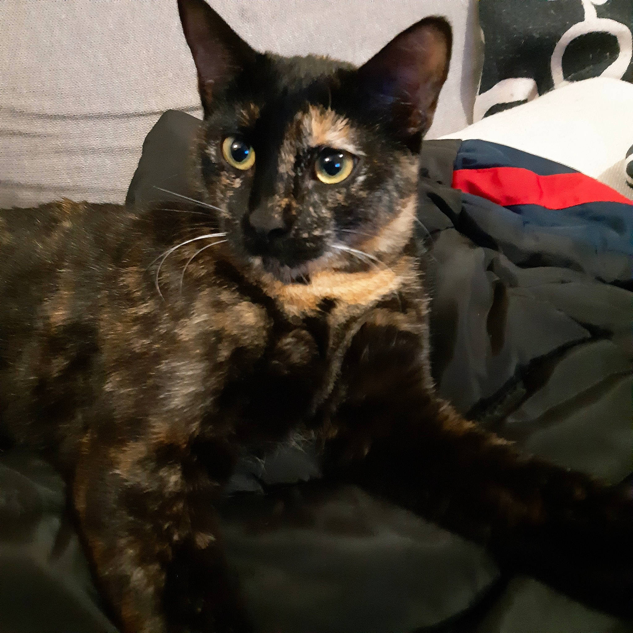 Naoki participe au concours pour gagner de l'argent avec cette photo : black_cat, carmine, carnivore, cat, cat_supply, claw, comfort, domestic_short_haired_cat, felidae, fur, iris, paw, small_to_medium_sized_cats, snout, tail, terrestrial_animal, whiskers