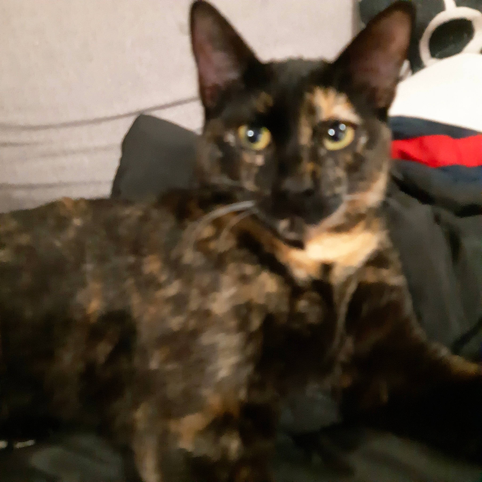 Naoki participe au concours pour gagner de l'argent avec cette photo : black_cat, carnivore, cat, domestic_short_haired_cat, eye, felidae, fur, small_to_medium_sized_cats, snout, terrestrial_animal, whiskers