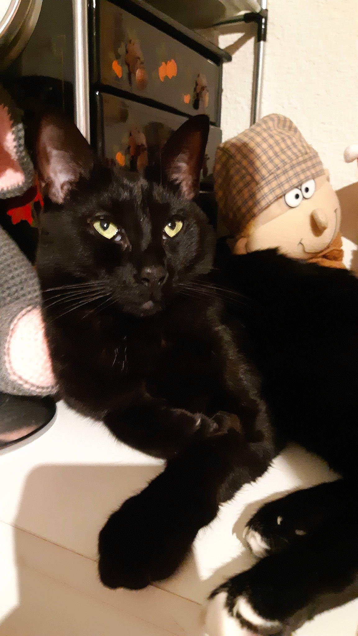 Blacky a rejoint le concours — aidez-le/la à gagner de superbes lots ! black_cat, bombay, cap, carnivore, cat, claw, comfort, domestic_short_haired_cat, fedora, felidae, fur, hat, paw, small_to_medium_sized_cats, snout, sun_hat, tail, terrestrial_animal, whiskers