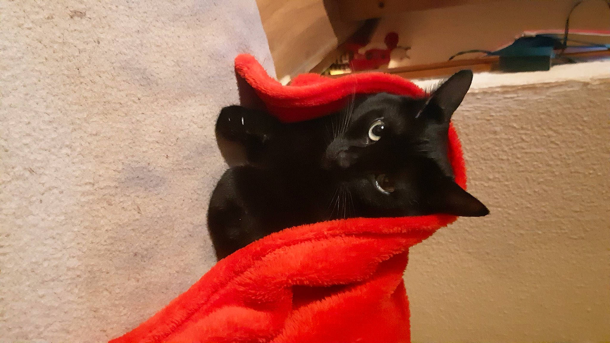 Blacky participe au concours pour gagner de l'argent avec cette photo : black_cat, bombay, canidae, carmine, carnivore, cat, claw, comfort, dog_breed, domestic_short_haired_cat, fashion_accessory, felidae, fur, gesture, personal_protective_equipment, small_to_medium_sized_cats, snout, tail, terrestrial_animal, whiskers