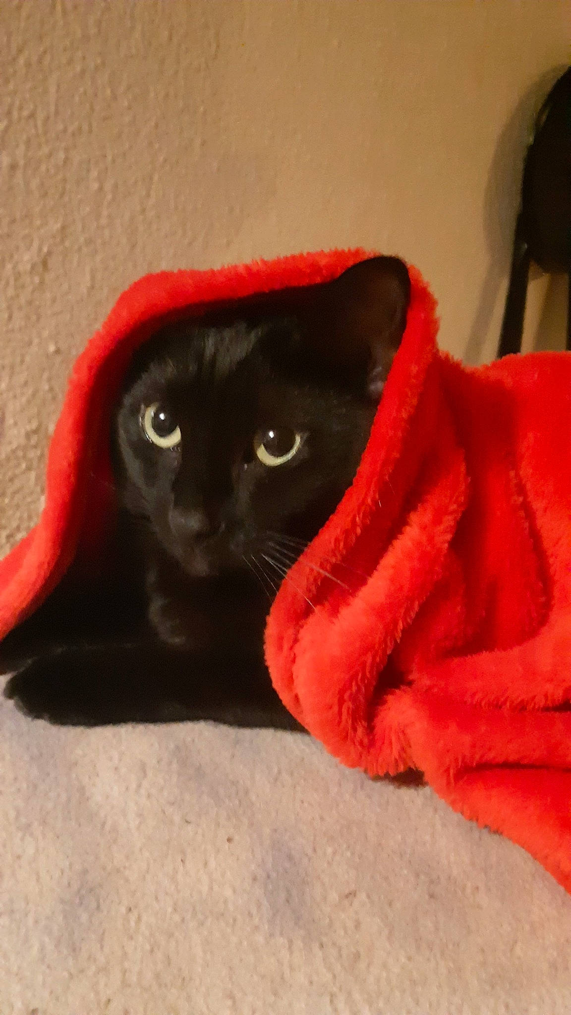 Blacky a rejoint le concours — aidez-le/la à gagner de superbes lots ! black_cat, bombay, carmine, carnivore, cat, cat_furniture, cat_supply, comfort, domestic_short_haired_cat, electric_blue, felidae, fur, linens, mammal, sleeve, small_to_medium_sized_cats, snout, tail, vertebrate, whiskers