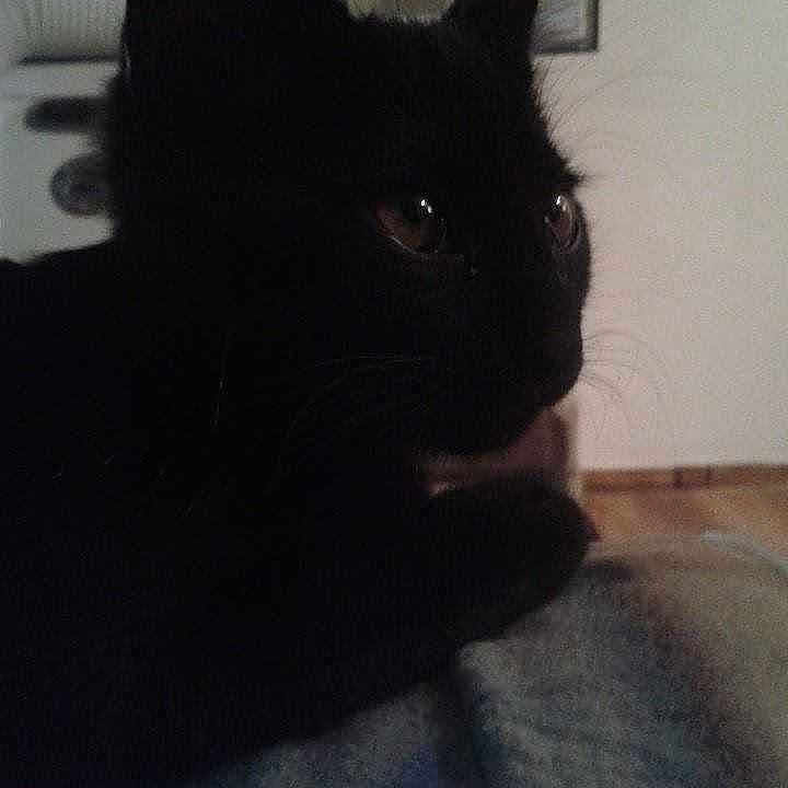 Guizmo participe au concours pour gagner de l'argent avec cette photo :