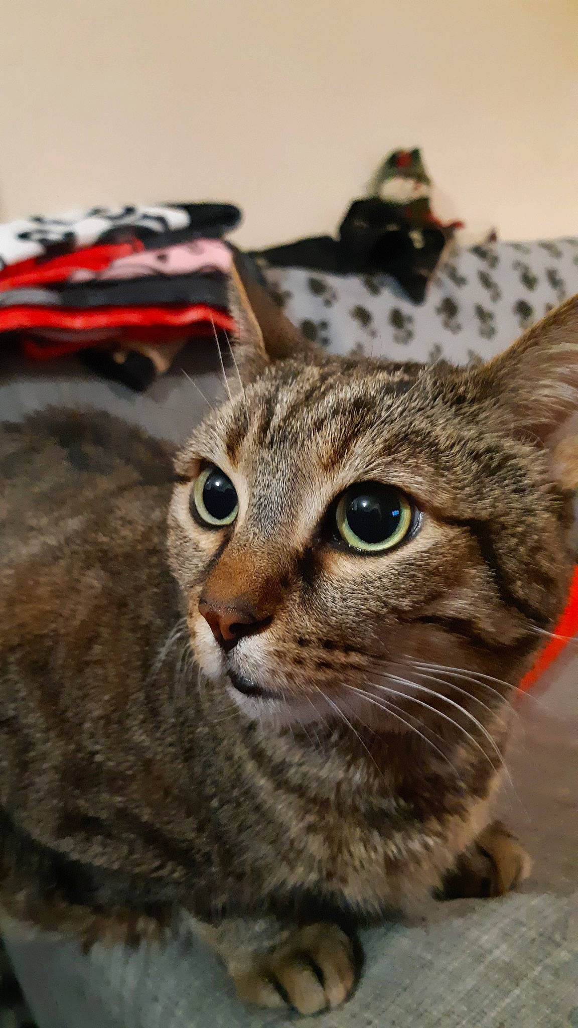 Django participe au concours pour gagner de l'argent avec cette photo : bag, carnivore, cat, domestic_short_haired_cat, fawn, felidae, fur, luggage_and_bags, sand, sitting, small_to_medium_sized_cats, snout, terrestrial_animal, whiskers, wildlife, window