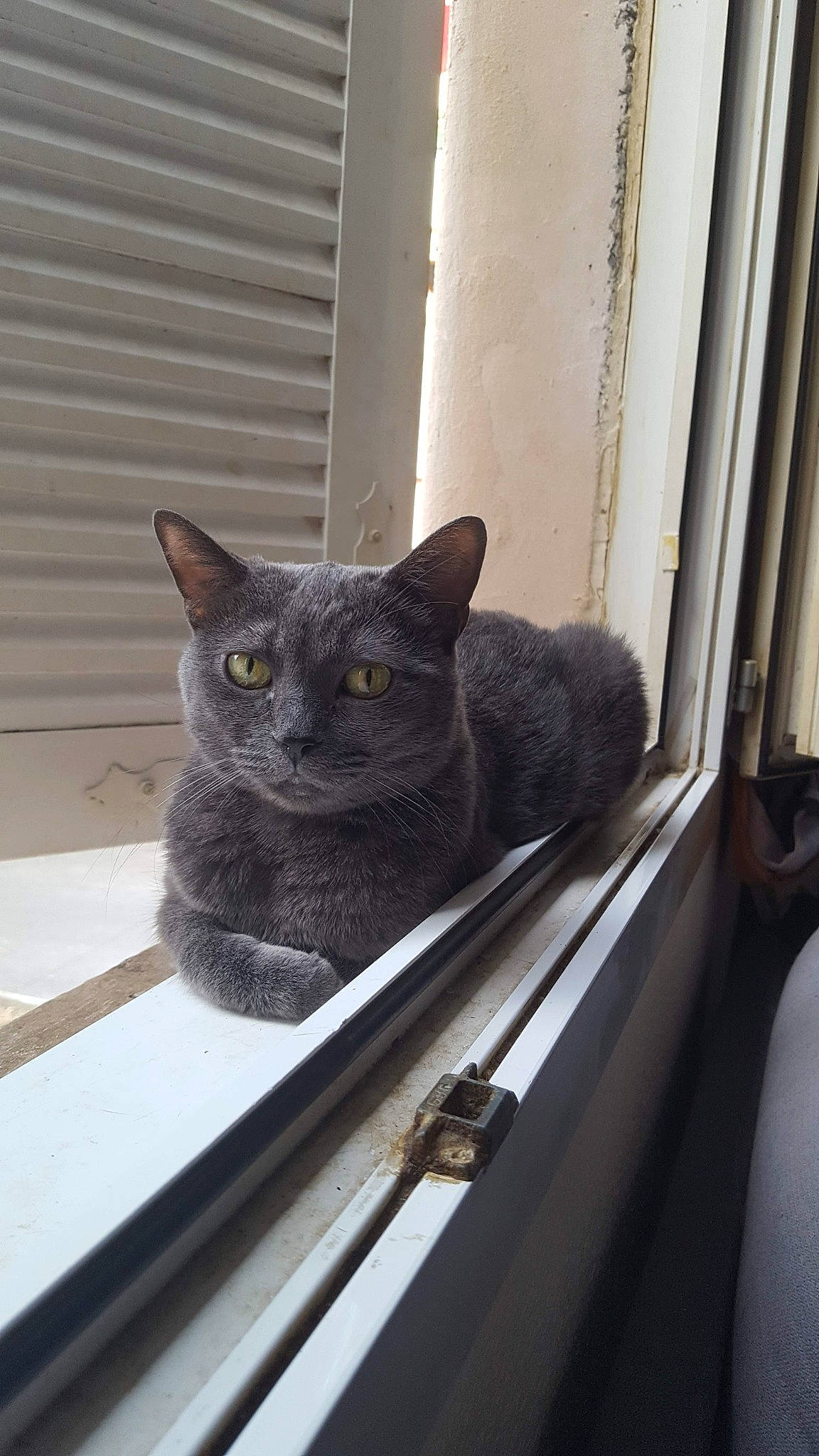 Lilou participe au concours pour gagner de l'argent avec cette photo : black_cat, carnivore, cat, comfort, curtain, domestic_short_haired_cat, door, felidae, fixture, fur, grey, sitting, small_to_medium_sized_cats, snout, tail, whiskers, window, wood