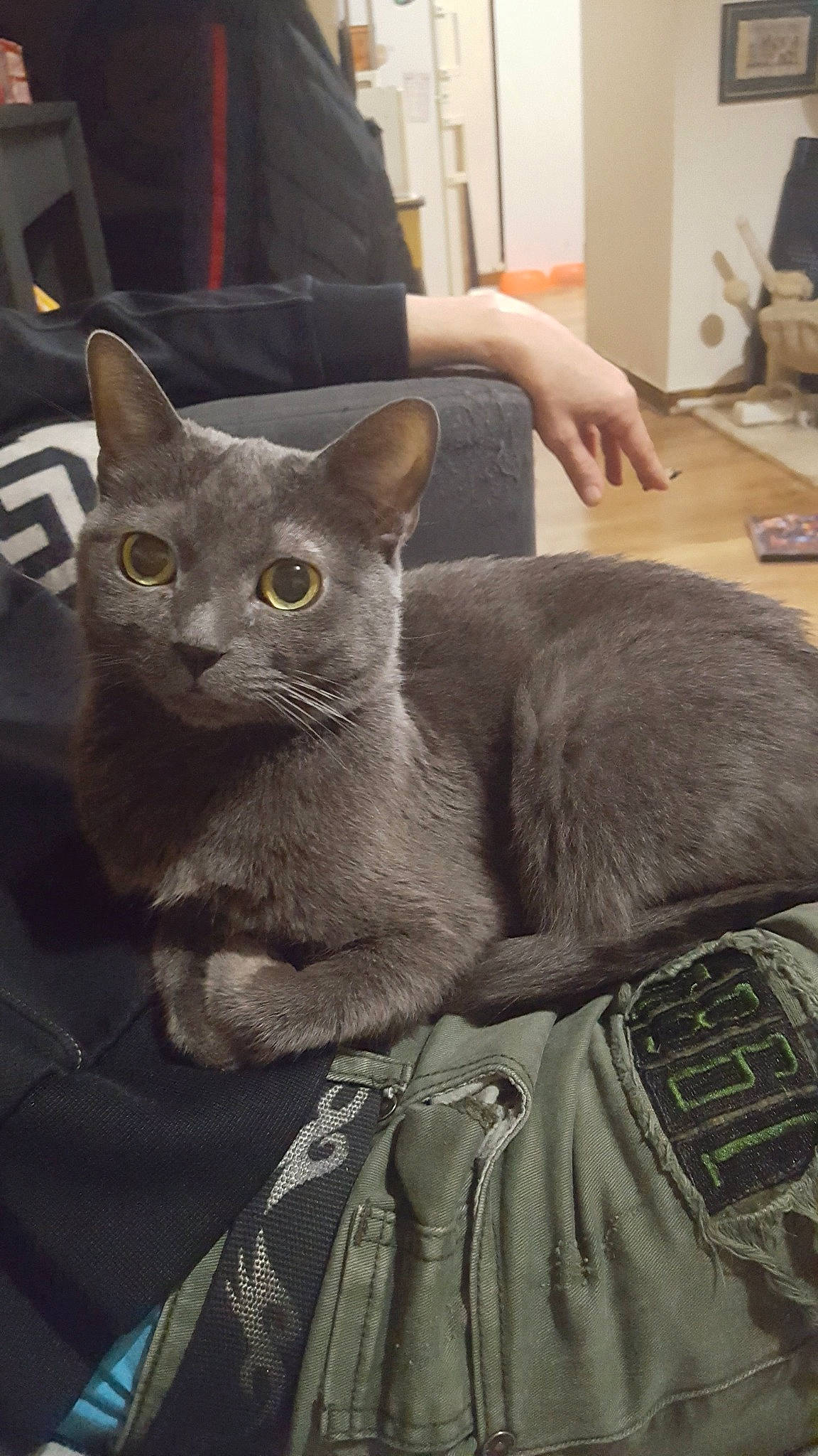 Lilou a rejoint le concours — aidez-le/la à gagner de superbes lots ! carnivore, cat, chartreux, comfort, computer_keyboard, computer_monitor, domestic_short_haired_cat, eye, felidae, fur, grey, mammal, russian_blue, sitting, small_to_medium_sized_cats, snout, whiskers, window