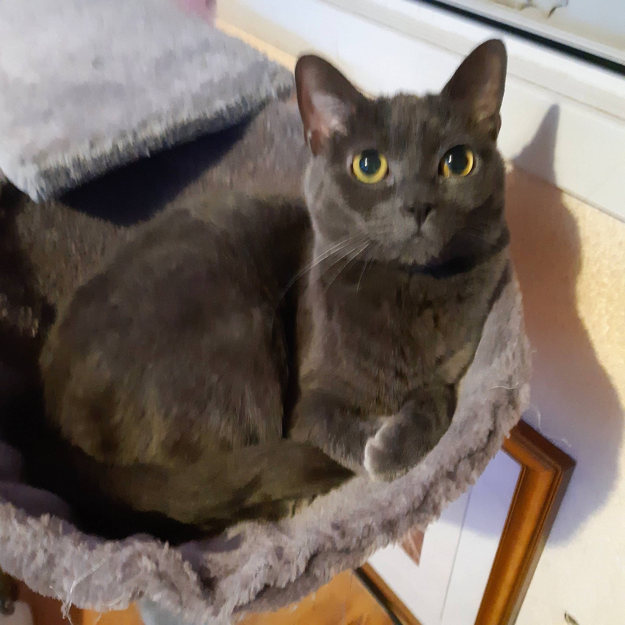 Lilou a rejoint le concours — aidez-le/la à gagner de superbes lots ! carnivore, cat, cat_furniture, cat_supply, domestic_short_haired_cat, fawn, felidae, grey, russian_blue, small_to_medium_sized_cats, snout, tail, whiskers