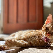 Reef joined the competition — help win amazing prizes! cat, orange_tabby, indoor, sunlight, floor, whiskers, yawning, pet, feline, cute, animal, closeup, relaxed, household, portrait, fur, eyes, paw, shadow, bright