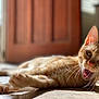 cat, orange_tabby, indoor, sunlight, floor, whiskers, yawning, pet, feline, cute, animal, closeup, relaxed, household, portrait, fur, eyes, paw, shadow, bright