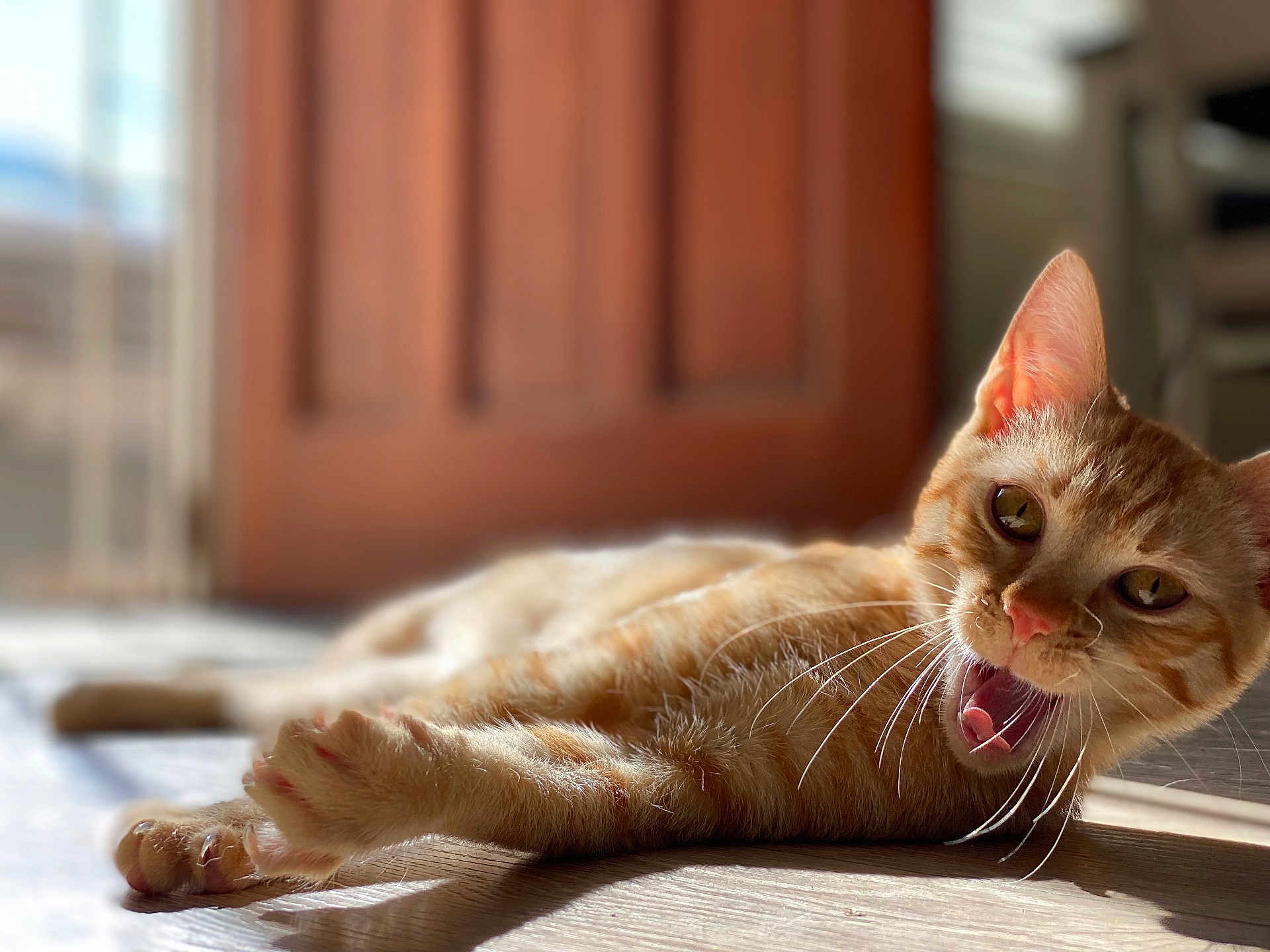 Reef joined the competition — help win amazing prizes! cat, orange_tabby, indoor, sunlight, floor, whiskers, yawning, pet, feline, cute, animal, closeup, relaxed, household, portrait, fur, eyes, paw, shadow, bright