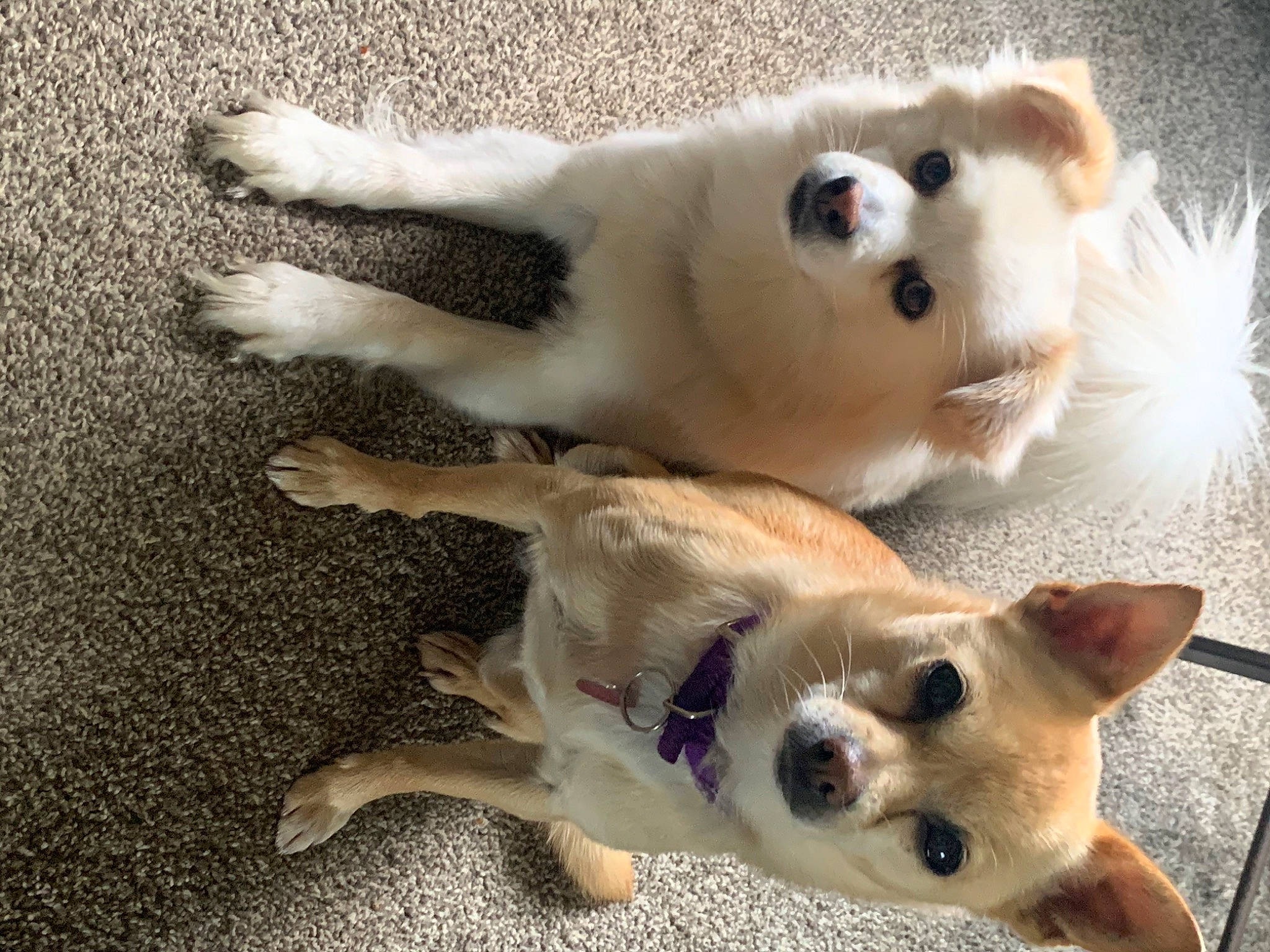 Chykyz joined the competition — help win amazing prizes! canidae, carnivore, companion_dog, dog, dog_breed, dog_supply, fawn, fur, non_sporting_group, paw, photo_caption, photograph, snout, sporting_group, tail, terrestrial_animal, toy_dog, whiskers, white, working_animal