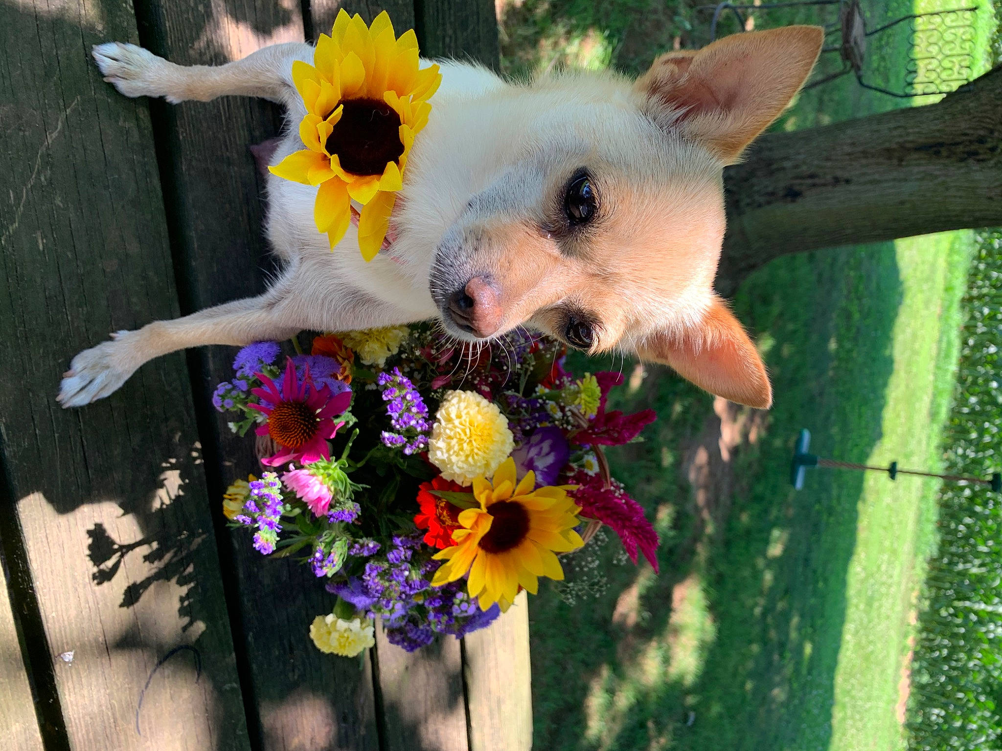 Chykyz joined the competition — help win amazing prizes! carnivore, companion_dog, dog, dog_breed, fawn, flower, flower_arranging, grass, green, happy, leaf, organism, petal, plant, snout, summer, sunglasses, tail, toy, yellow