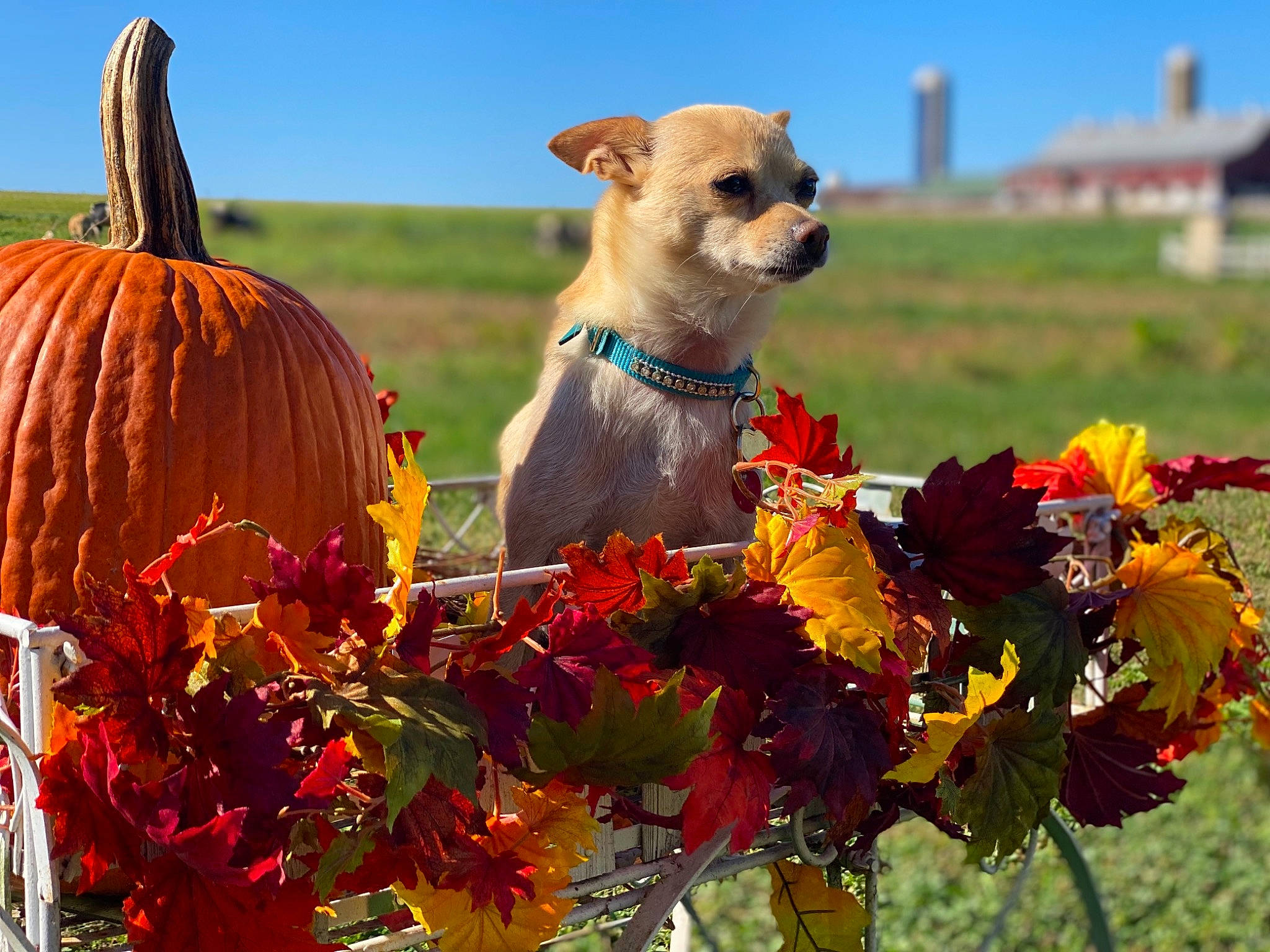 Chykyz is registered to the contest to win money with this photo: agriculture, calabaza, carnivore, companion_dog, cucurbita, dog, dog_breed, dog_supply, fawn, flower, gourd, grass, grassland, landscape, pet_supply, plant, pumpkin, sky, winter_squash, working_animal