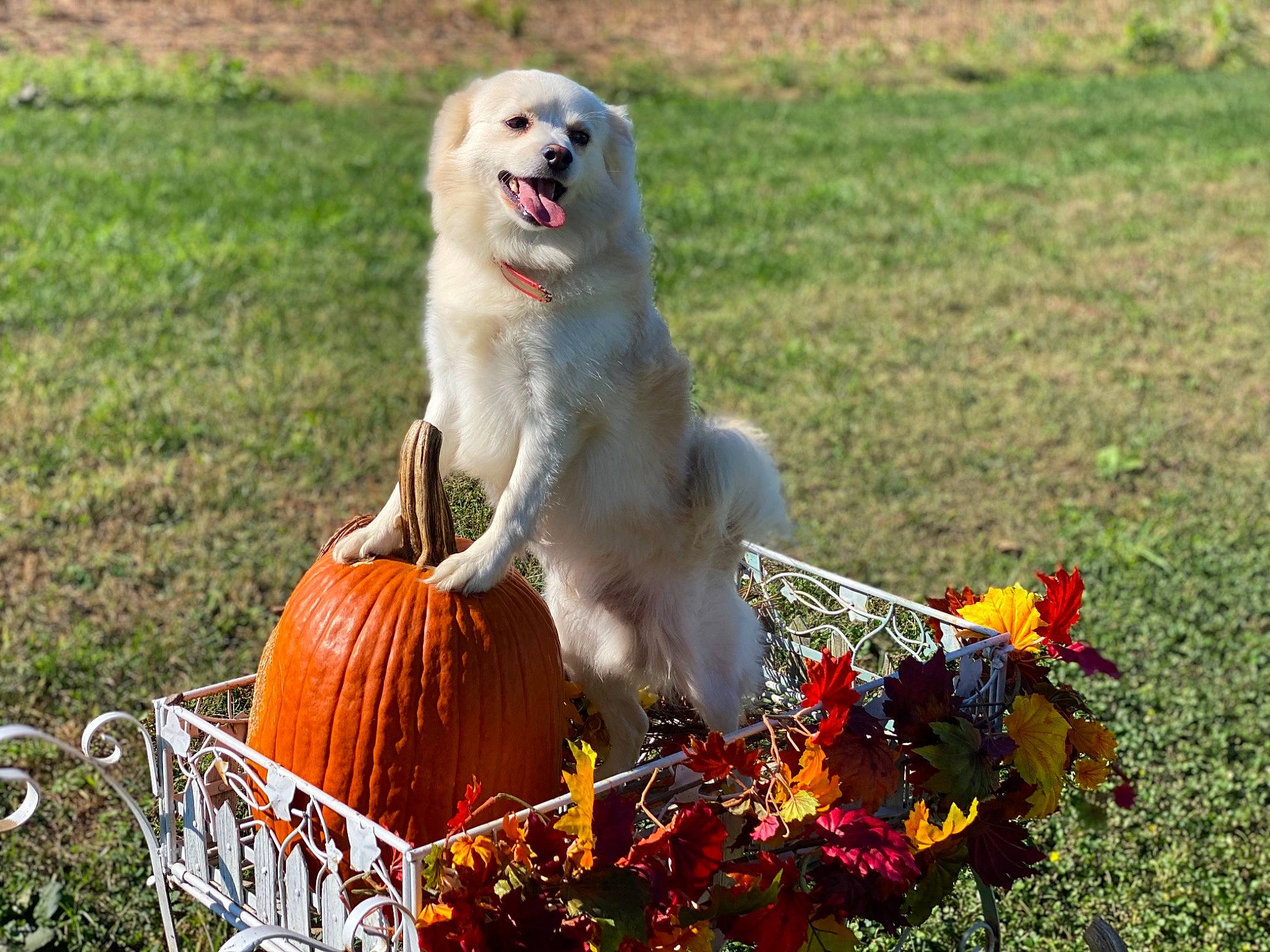 Floffy is registered to the contest to win money with this photo: annual_plant, calabaza, canidae, carnivore, companion_dog, cucurbita, dog, dog_breed, flower, gourd, grass, lawn, natural_foods, petal, plant, pumpkin, recreation, sporting_group, vegetable, winter_squash