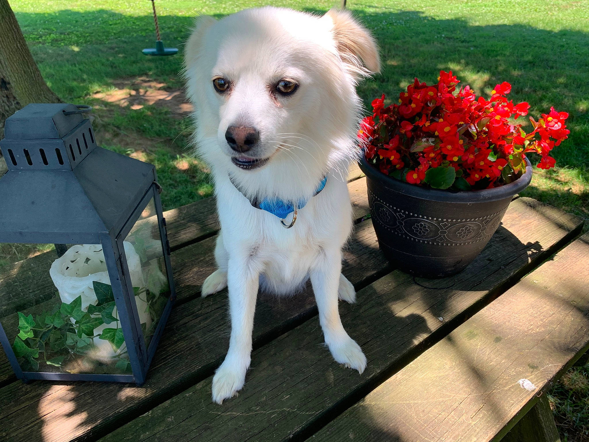 Floffy joined the competition — help win amazing prizes! annual_plant, canidae, carnivore, companion_dog, dog, dog_breed, dog_supply, fawn, flower, flowerpot, garden, grass, houseplant, outdoor_furniture, pet_supply, petal, plant, sporting_group, toy_dog, working_animal