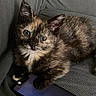 kitten, cat, tortoiseshell, pet, animal, feline, cute, paw, smartphone, device, indoor, cozy, resting, fur, whiskers, ears, eyes, texture, gray, soft