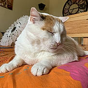 Nouba a rejoint le concours — aidez-le/la à gagner de superbes lots ! cat, sleeping, indoor, bedspread, orange, pink, feline, relaxation, pet, whiskers, closeup, paw, domestic_cat, resting, cozy, table, clock, wall_art, fur, quiet