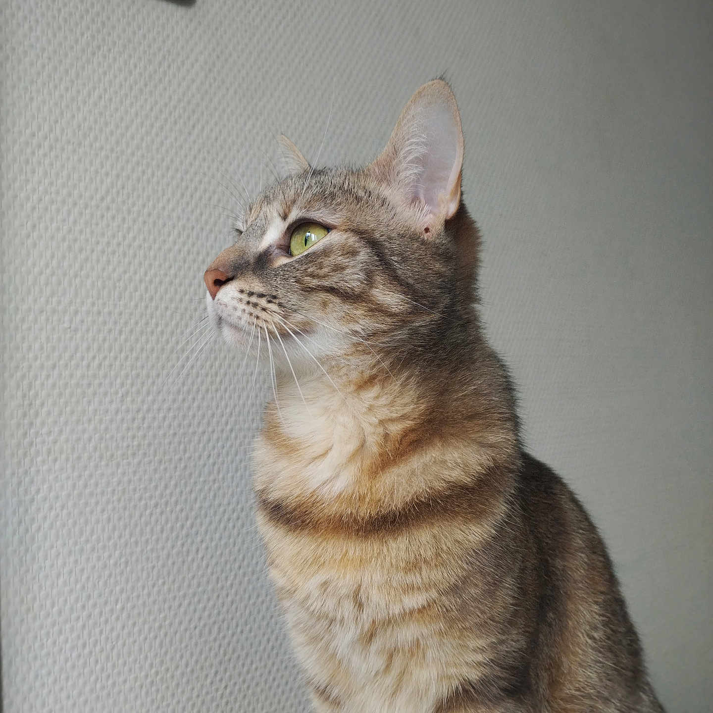 Plume participe au concours pour gagner de l'argent avec cette photo : cat, tabby, green_eyes, feline, pet, indoor, wall, light_switch, portrait, sitting, fur, whiskers, ears, looking_away, domestic_animal, close_up, striped, animal, cute, calm