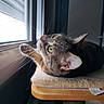 Plume a rejoint le concours — aidez-le/la à gagner de superbes lots ! cat, tabby_cat, green_eyes, window, paw, curious, indoor, cat_tree, wooden, mat, cozy, pet, feline, whiskers, ears, resting, looking_out, daylight, house, animal