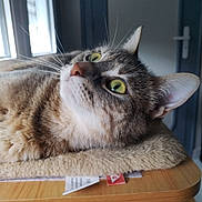 Plume a rejoint le concours — aidez-le/la à gagner de superbes lots ! cat, tabby_cat, green_eyes, whiskers, indoor, window, door, wooden_surface, soft_mat, fur, pet, animal, relaxing, closeup, feline, cute, domestic_cat, resting, side_view, calm