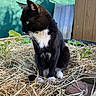 Tekila a rejoint le concours — aidez-le/la à gagner de superbes lots ! cat, black_and_white, sitting, outdoor, straw, plants, garden, fence, shed, green_tarp, curious, animal, pet, feline, nature, sunlight, whiskers, ears, paws, tail