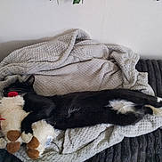 Tekila participe au concours pour gagner de l'argent avec cette photo : cat, black_cat, white_paws, stuffed_animal, plush_toy, blanket, gray_blanket, sleeping_cat, resting, cozy, indoor, feline, fur, whiskers, relaxation, nap, cute_pet, soft_texture, home, comfort