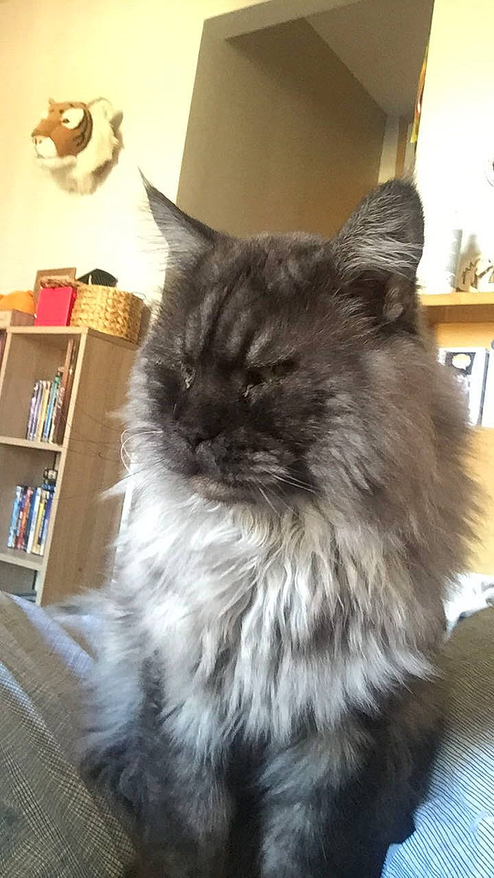 Ragnar a rejoint le concours — aidez-le/la à gagner de superbes lots ! black_cat, bookcase, british_longhair, carnivore, cat, claw, comfort, felidae, fur, grey, plant, publication, room, shelf, shelving, small_to_medium_sized_cats, snout, tail, whiskers, window