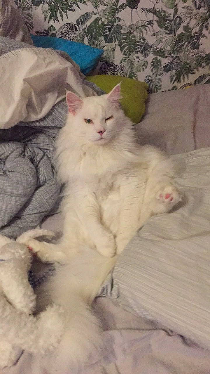 Titi participe au concours pour gagner de l'argent avec cette photo : carnivore, cat, comfort, fawn, felidae, fur, natural_material, paw, small_to_medium_sized_cats, tail, whiskers