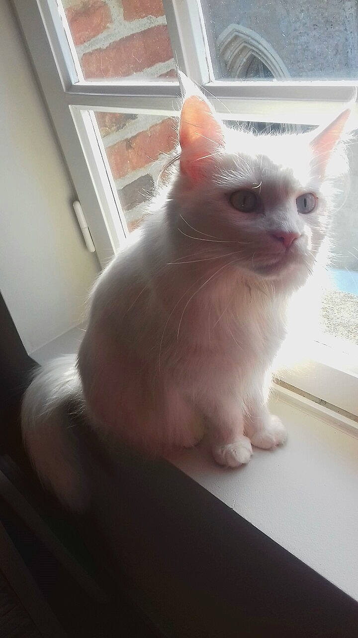 Mimine a rejoint le concours — aidez-le/la à gagner de superbes lots ! carnivore, cat, domestic_short_haired_cat, eye, fawn, felidae, fixture, flooring, fur, iris, paw, small_to_medium_sized_cats, snout, tail, whiskers, window