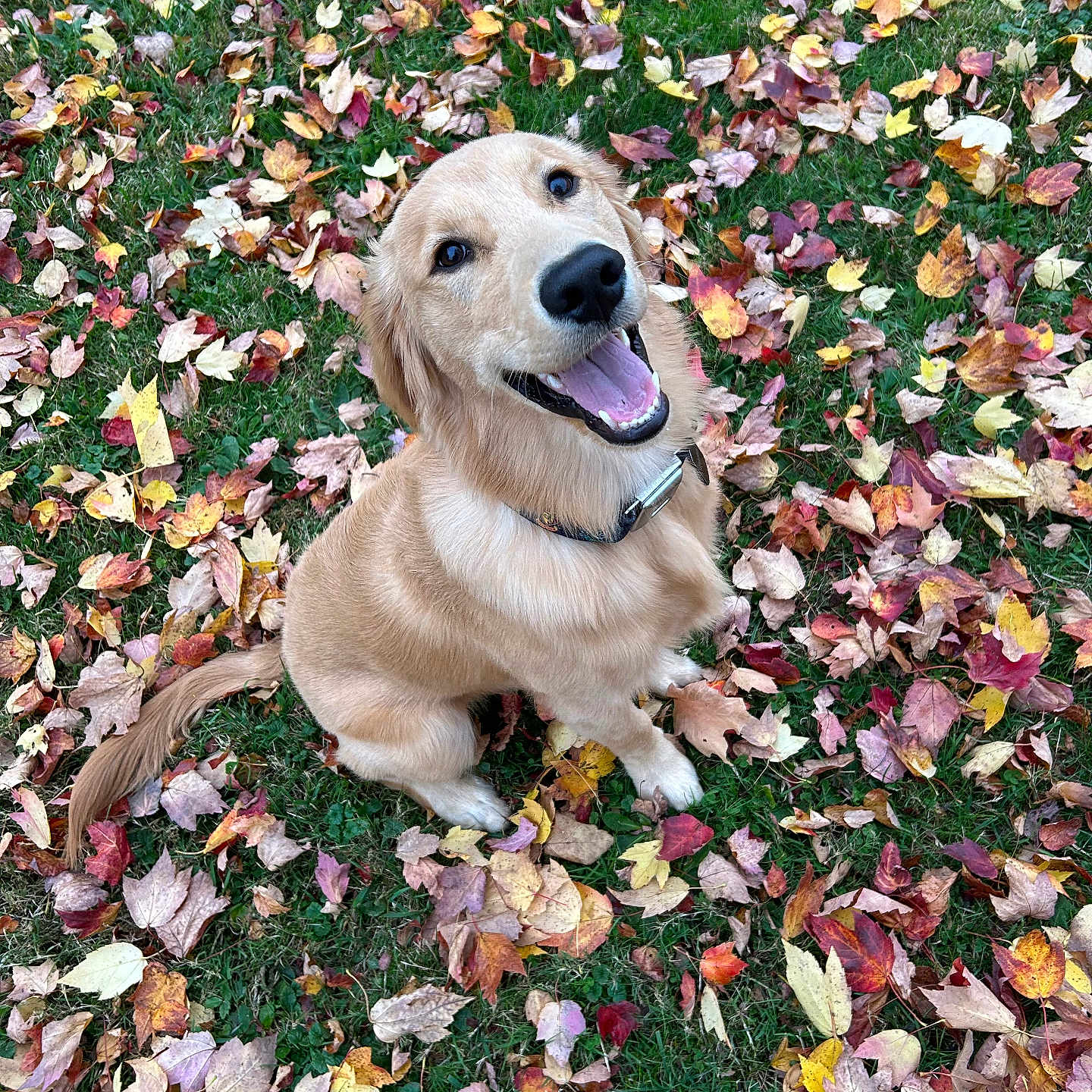 Albus joined the competition — help win amazing prizes! animal, canine, dog, face, goldenretriever, grass, head, hound, labradorretriever, leaf, outdoors, person, pet, photography, plant, portrait, puppy, tree, vegetation, whitedog