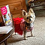 dog, small_dog, tutu, red_clothing, harness, carpet, indoor, wooden_furniture, dresser, table, greeting_card, celebration, pet, curious, cozy, chair, crocheted_blanket, animal, cute, standing