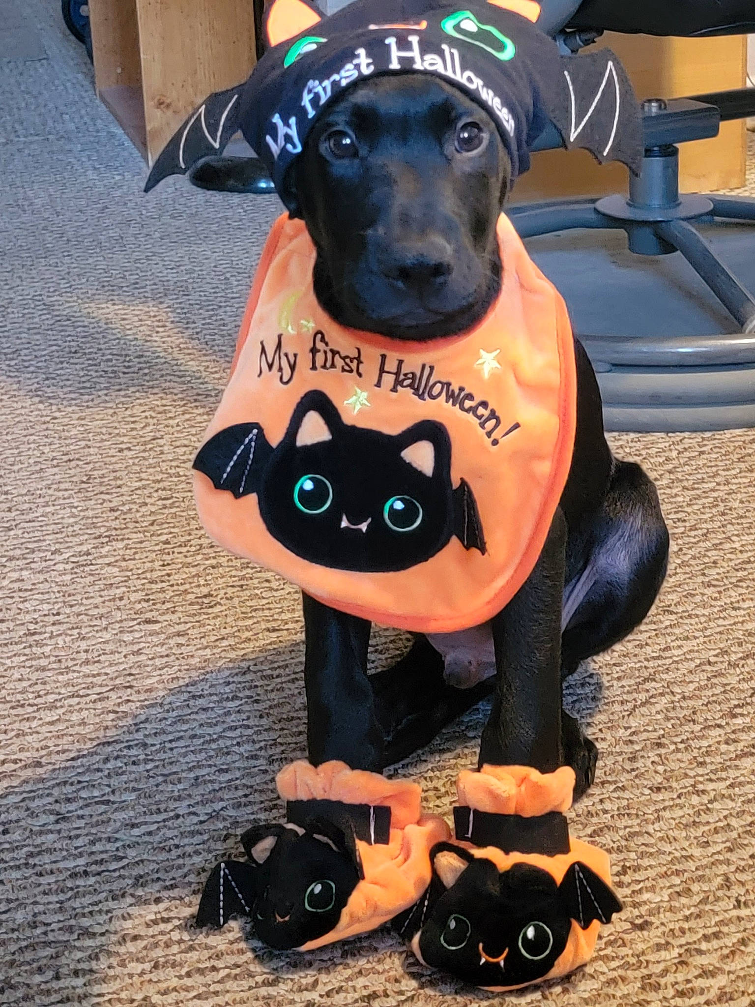 Loki joined the competition — help win amazing prizes! canidae, carnivore, chair, collar, companion_dog, dog, dog_breed, dog_clothes, dog_collar, dog_supply, fawn, guard_dog, hat, personal_protective_equipment, pet_supply, sleeve, snout, sporting_group, working_animal, working_dog