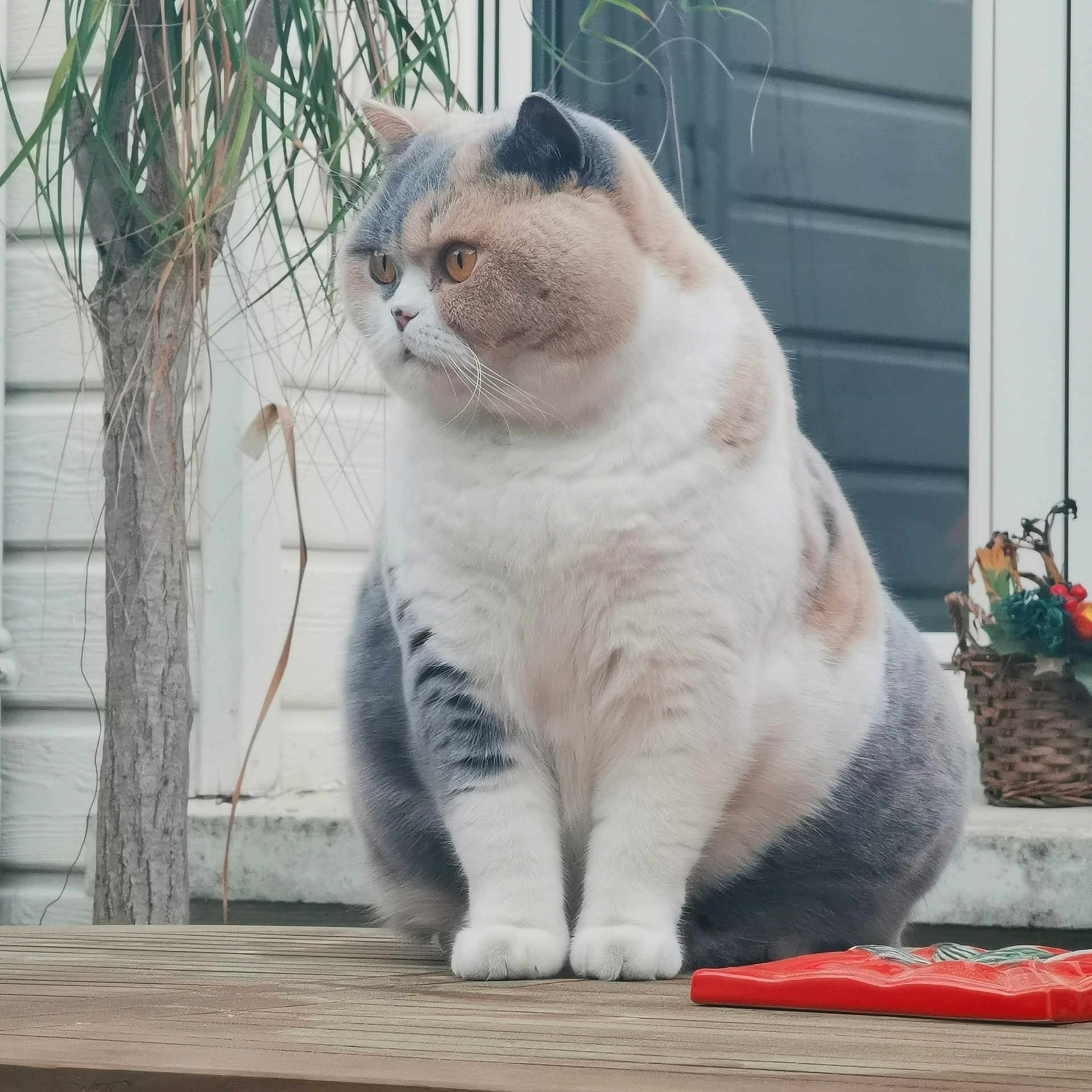 Romance participe au concours pour gagner de l'argent avec cette photo : animal, basket, calm, cat, chubby, cute, domestic, feline, flowers, fluffy, fur, garden, nature, outdoor, pet, sitting, tree, whiskers, window, wooden_surface
