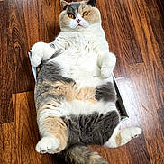 Romance a rejoint le concours — aidez-le/la à gagner de superbes lots ! cat, fluffy, chubby, box, wooden_floor, orange_eyes, multicolored_fur, relaxed, pet, domestic_cat, cute, indoor, funny_pose, animal, feline, white_paws, curled_paws, laying_down, wide_eyes, surprised_expression