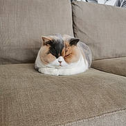 Romance a rejoint le concours — aidez-le/la à gagner de superbes lots ! cat, loaf, sofa, beige, furniture, indoor, pet, animal, cute, fluffy, resting, unique_color, calm, cozy, home, relaxed, fur, whiskers, ears, expression