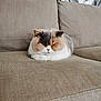 cat, loaf, sofa, beige, furniture, indoor, pet, animal, cute, fluffy, resting, unique_color, calm, cozy, home, relaxed, fur, whiskers, ears, expression