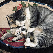 Doudou a rejoint le concours — aidez-le/la à gagner de superbes lots ! cat, sleeping, cushion, knitted, portrait, gray, white, feline, pet, cozy, curled_up, resting, indoor, home, fabric, pattern, paw, cute, animal, relaxed