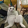 cat, white_cat, sitting, relaxed, indoor, couch, pillow, remote_control, furniture, living_room, curious, fluffy, pet, domestic_animal, cozy, wicker_chair, blanket, colorful_pillow, tail, looking_at_camera