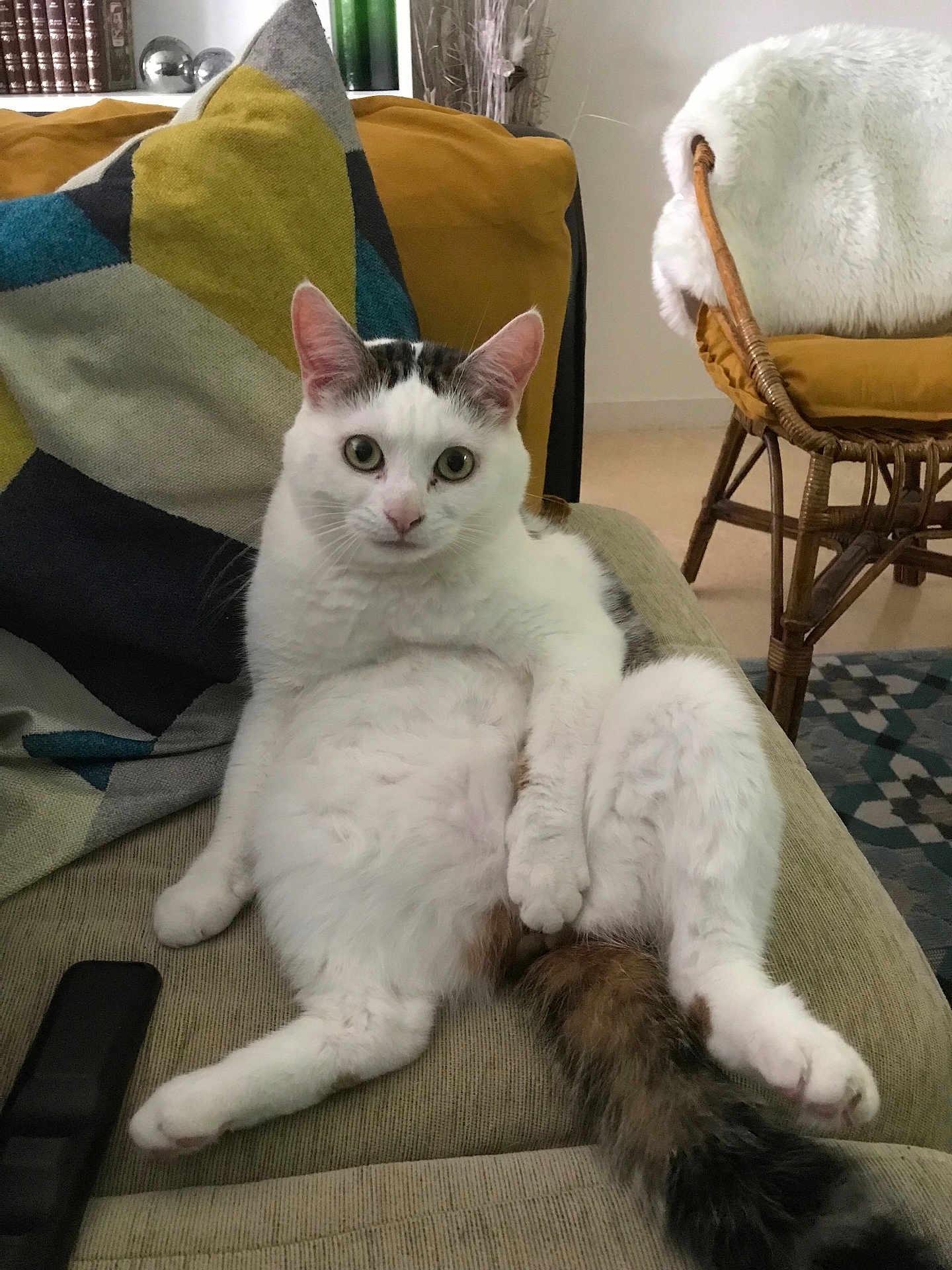 Hopy participe au concours pour gagner de l'argent avec cette photo : cat, white_cat, sitting, relaxed, indoor, couch, pillow, remote_control, furniture, living_room, curious, fluffy, pet, domestic_animal, cozy, wicker_chair, blanket, colorful_pillow, tail, looking_at_camera