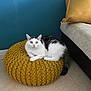 Hopy participe au concours pour gagner de l'argent avec cette photo : cat, indoor, furniture, pouf, knitted, yellow, mustard, floor, sofa, cushion, white, black, pet, animal, relaxing, curious, wide_eyes, home, cozy, living_room