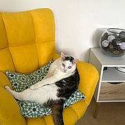 Hopy a rejoint le concours — aidez-le/la à gagner de superbes lots ! cat, chair, yellow_chair, cushion, patterned_cushion, indoor, furniture, pet, relaxed, sitting, white_wall, side_table, decor, glass_bowl, pine_cones, spherical_ornaments, floor, domestic, looking_at_camera, cozy