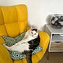 cat, chair, yellow_chair, cushion, patterned_cushion, indoor, furniture, pet, relaxed, sitting, white_wall, side_table, decor, glass_bowl, pine_cones, spherical_ornaments, floor, domestic, looking_at_camera, cozy