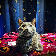 Link joined the competition — help win amazing prizes! cat, gray_cat, feline, pet, whiskers, collar, bell, blanket, bed, curtain, indoor, portrait, close_up, expression, ears, paws, eyes, cozy, soft_toys, home_decor