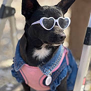 Lv joined the competition — help win amazing prizes! dog, black_dog, sunglasses, heart_shaped_sunglasses, denim_jacket, pink_clothing, pet, outdoor, sunny, fashion, cute, portrait, animal, canine, accessory, collar, closeup, sitting, shade, stylish