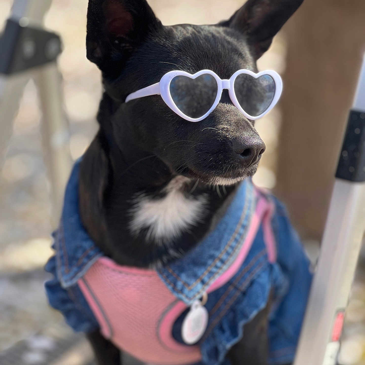 Lv joined the competition — help win amazing prizes! dog, black_dog, sunglasses, heart_shaped_sunglasses, denim_jacket, pink_clothing, pet, outdoor, sunny, fashion, cute, portrait, animal, canine, accessory, collar, closeup, sitting, shade, stylish