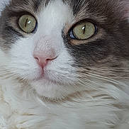 Griseline participe au concours pour gagner de l'argent avec cette photo : animal, cat, close_up, closeup, cute, domestic, eye, face, feline, fluffy, fur, green_eyes, indoor, mammal, pet, pink_nose, portrait, soft, whisker, whiskers