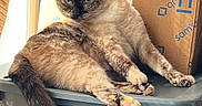 Camellia joined the competition — help win amazing prizes! animal, blue_eyes, cardboard_box, cat, domestic_cat, feline, fur, home, indoor, light, lounging, paw, pet, plastic_container, relaxed, resting, sams_club, storage_box, tail, whiskers